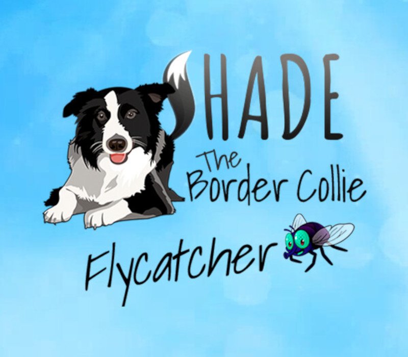 SHADE The Border Collie Flycatcher 