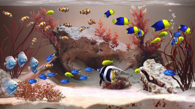 Zen Aquarium 