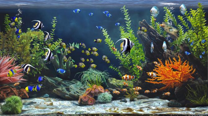 Zen Aquarium 